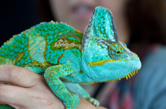 Common Reptile Health Issues to Spot